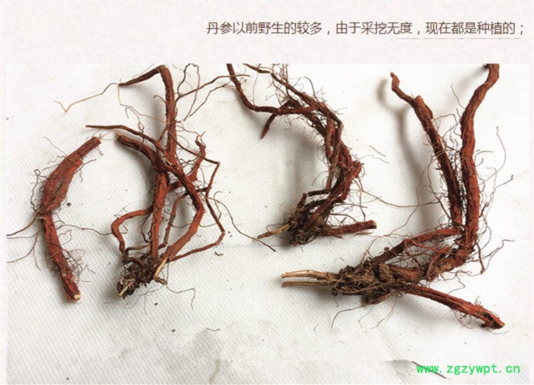 丹参统条3.jpg