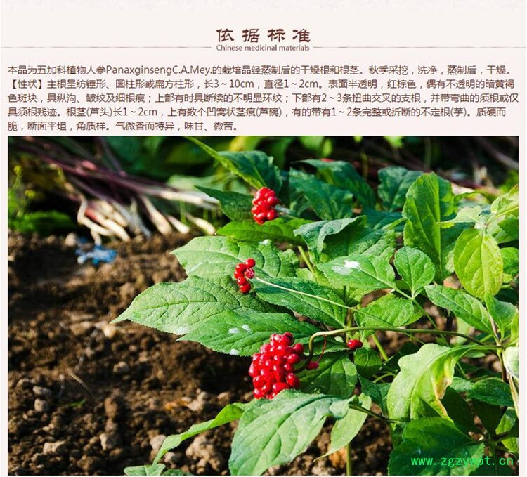 红参6.jpg