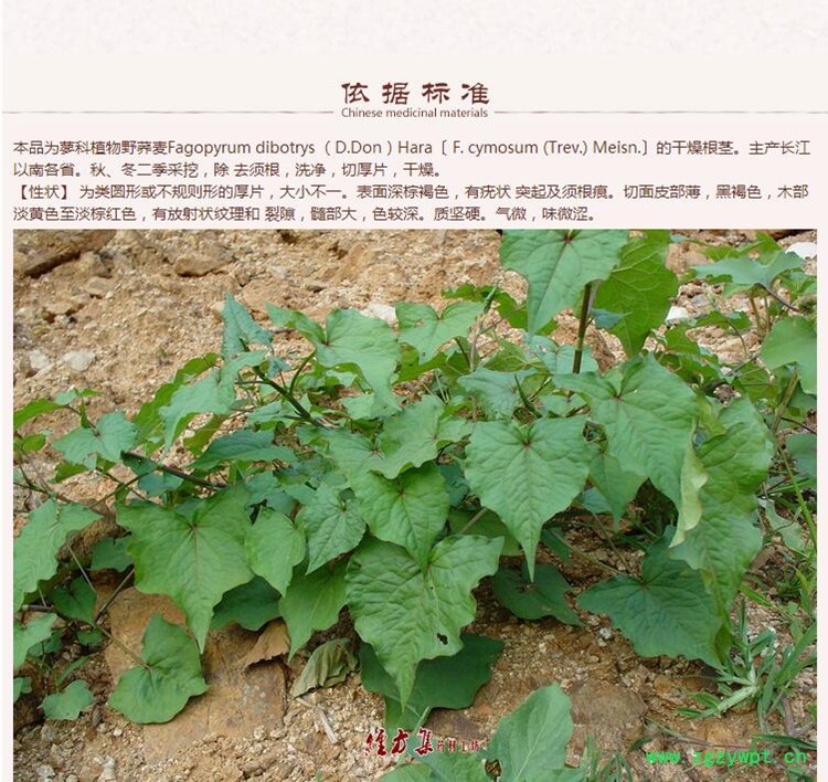 金荞麦6.jpg