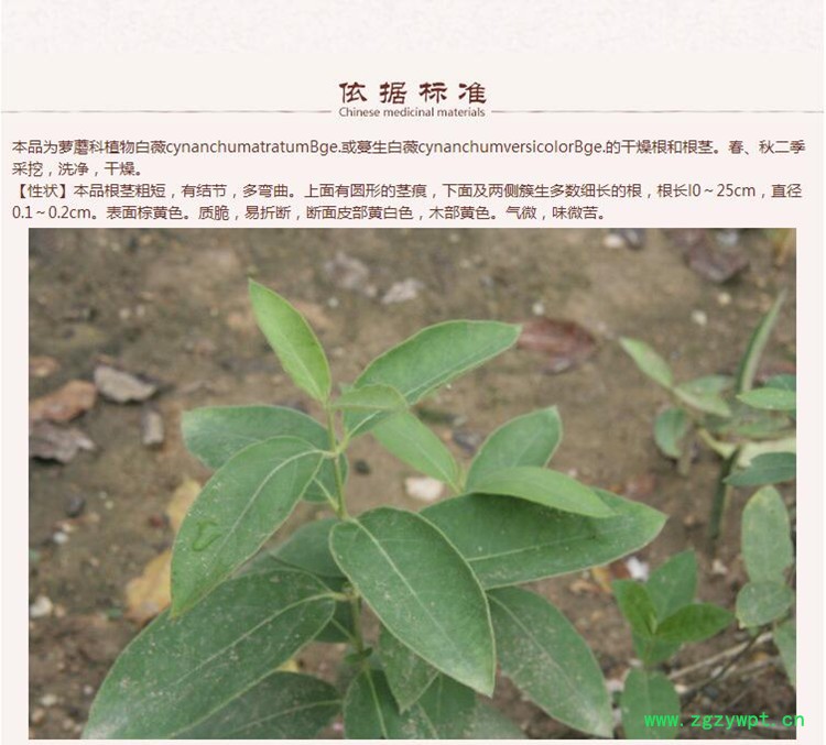 白薇首图1.jpg