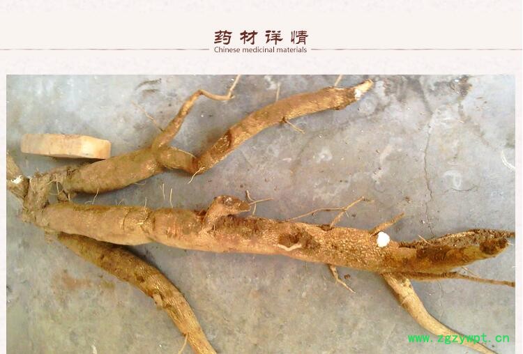 天花粉2.jpg