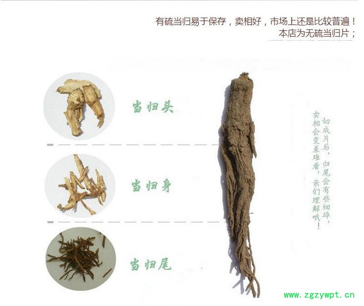 当归中条3.jpg