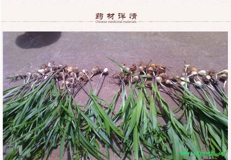 山慈菇2.jpg