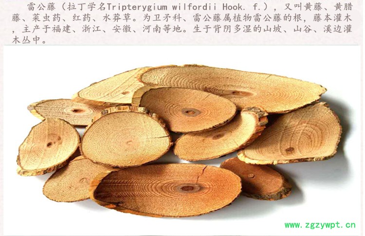 雷公藤3.jpg