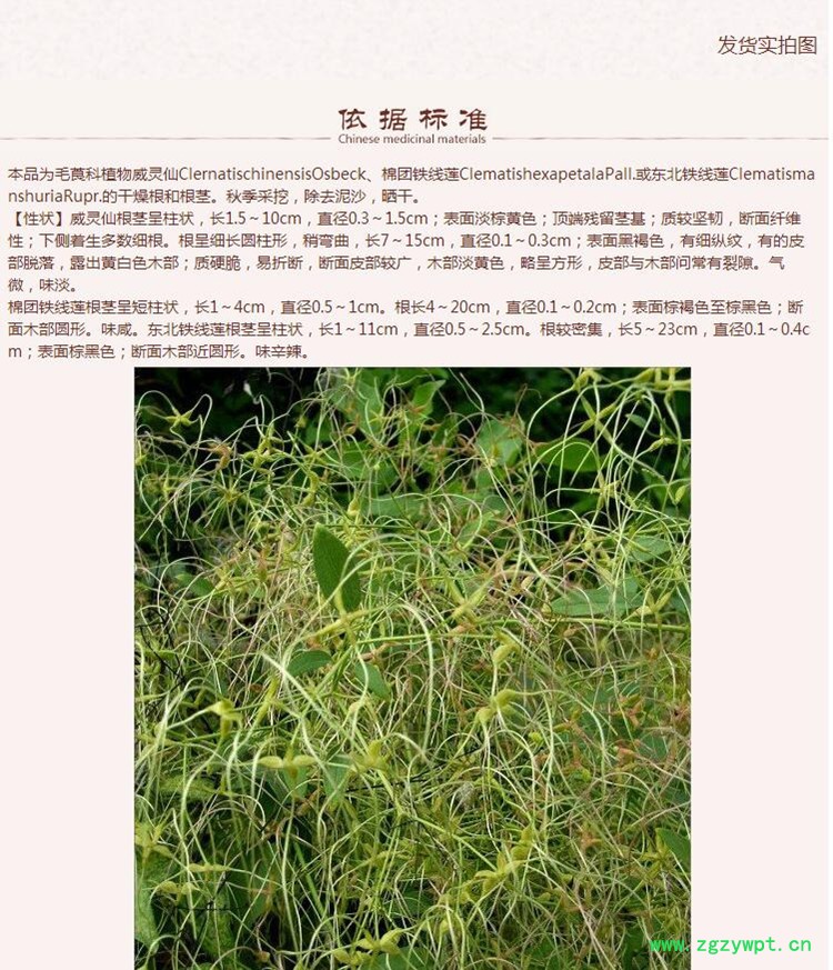 威灵仙5.jpg
