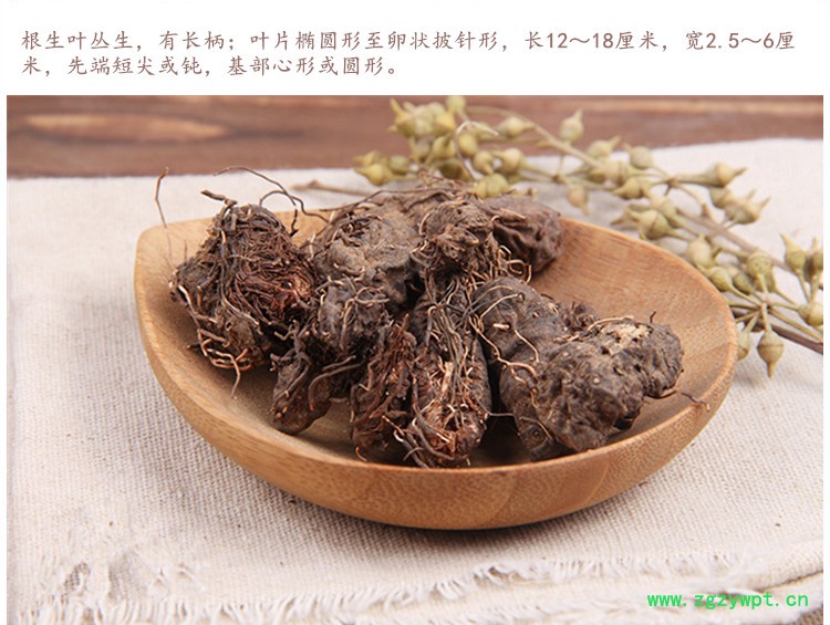 拳参4.jpg