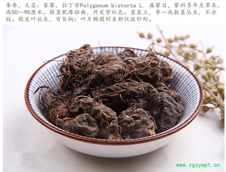 拳参3.jpg