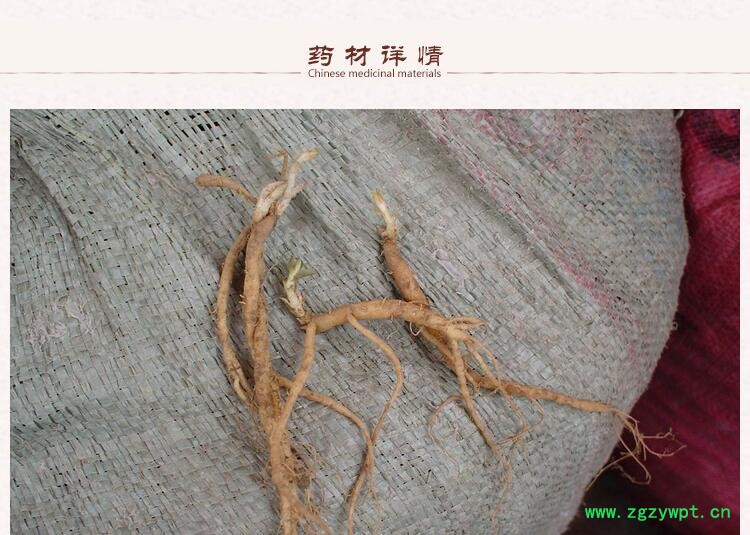 太子参2 (1).jpg