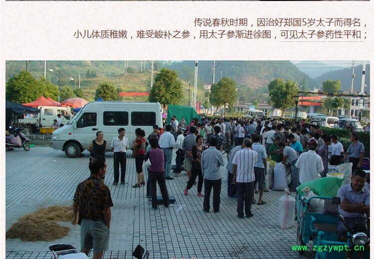 新太子参3.jpg
