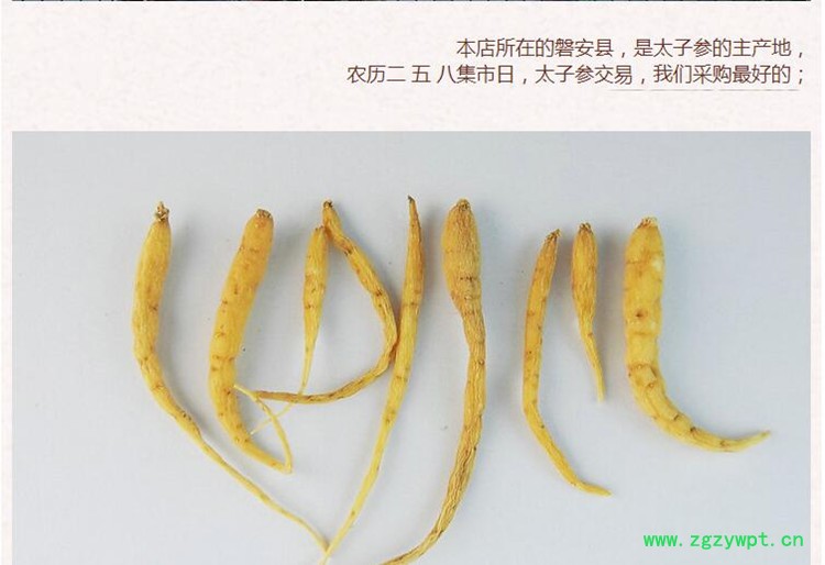 太子参5 (2).jpg