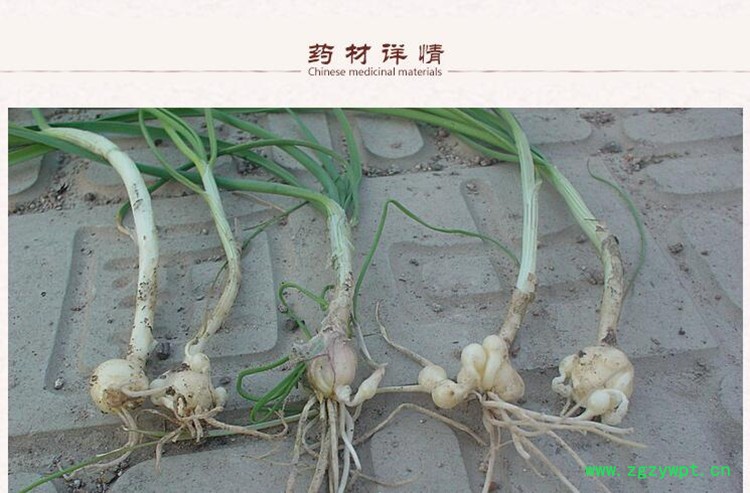 薤白2.jpg