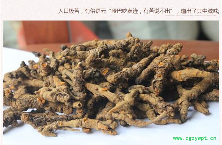 黄连3.jpg