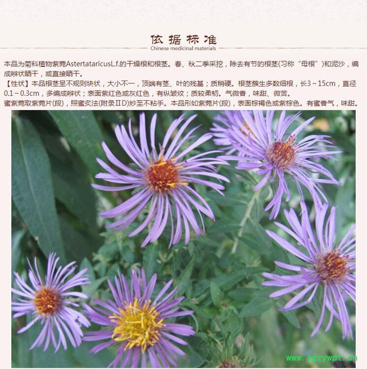 紫菀4.jpg
