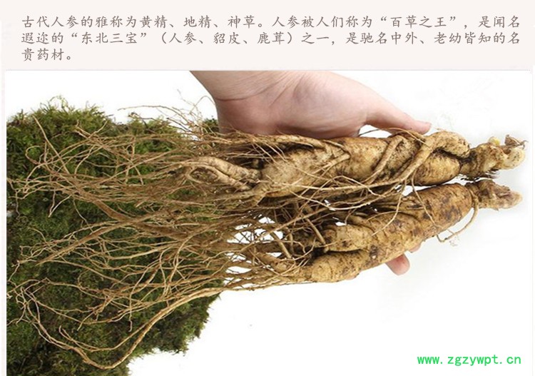 鲜人参4_.jpg