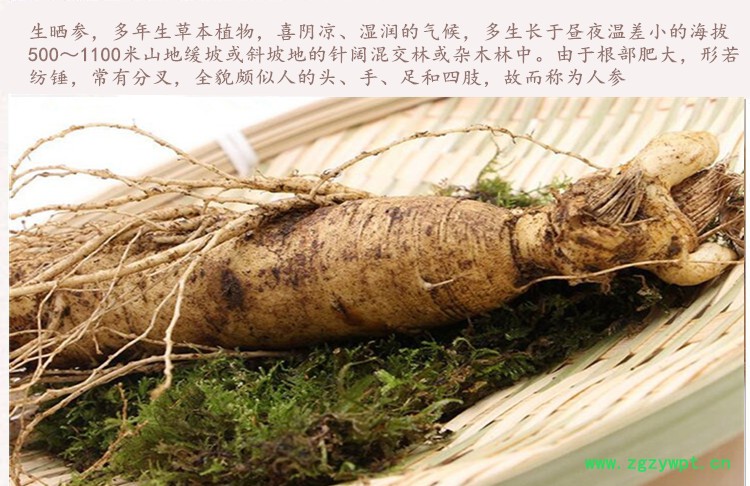 鲜人参3_.jpg