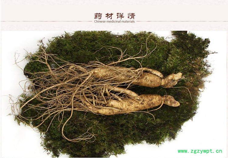 鲜人参2_.jpg