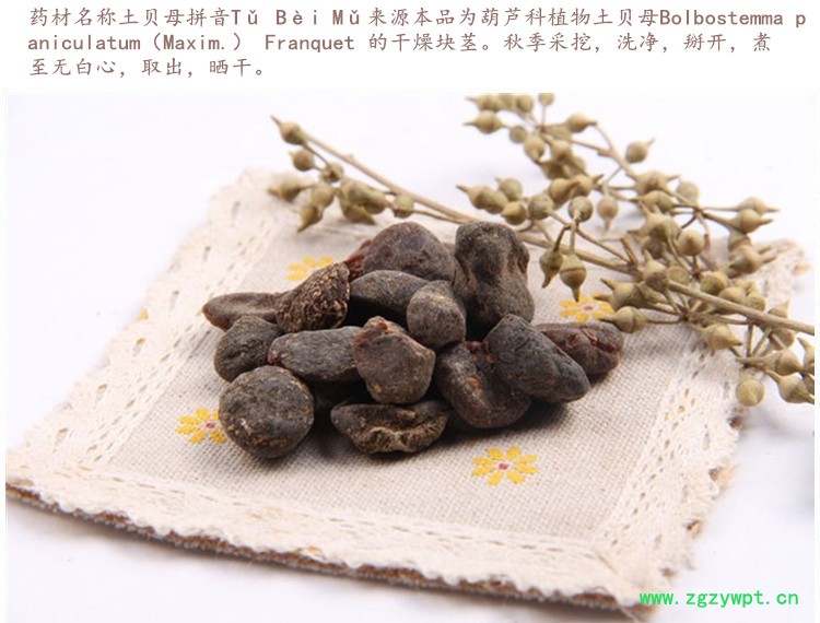 土贝母3.jpg