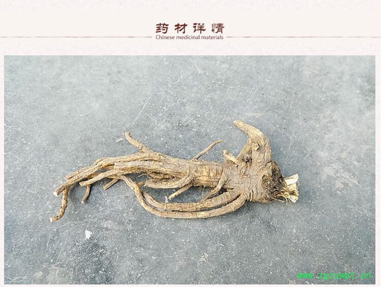 前胡2.jpg