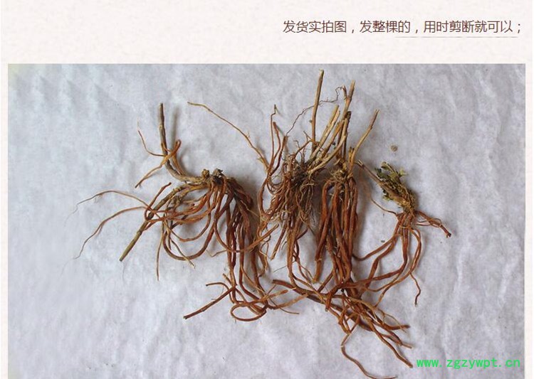 龙胆4.jpg