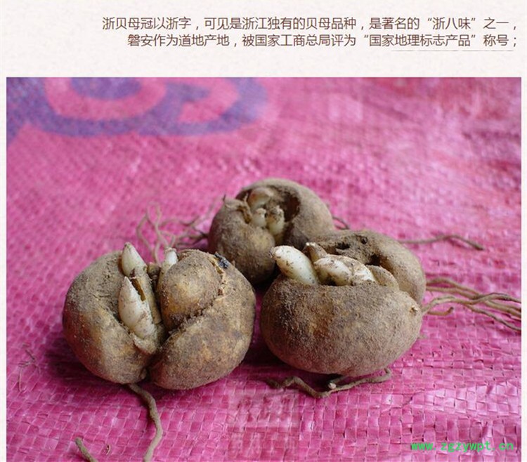 统个浙贝母3.jpg