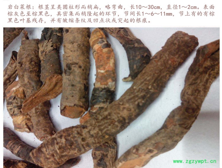 岩白菜根3.jpg