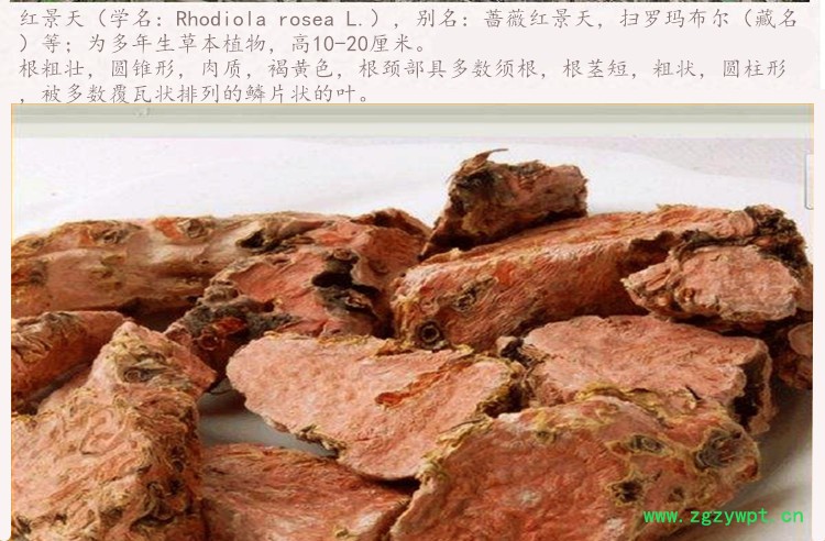 红景天3.jpg
