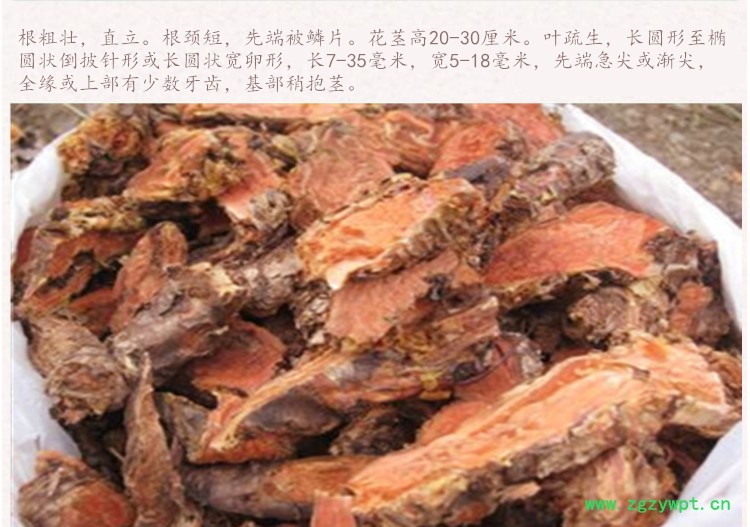 红景天4.jpg