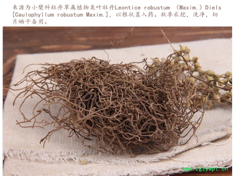 红毛七4.jpg