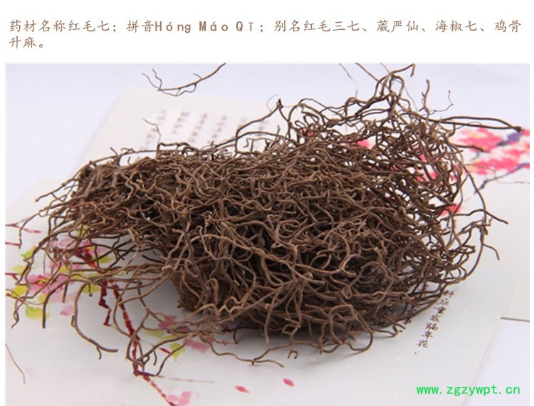 红毛七3.jpg