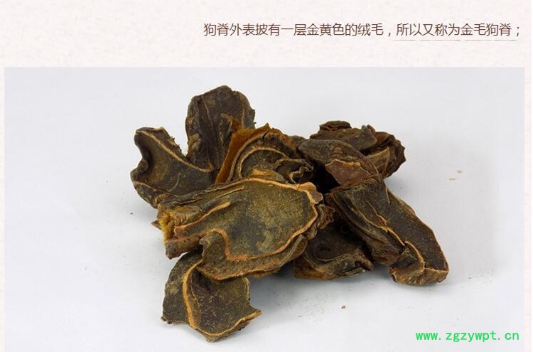 制狗脊3.jpg