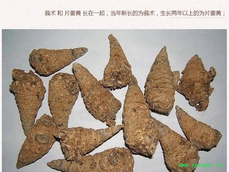 莪术3.jpg