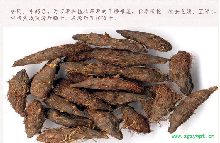 香附3.jpg