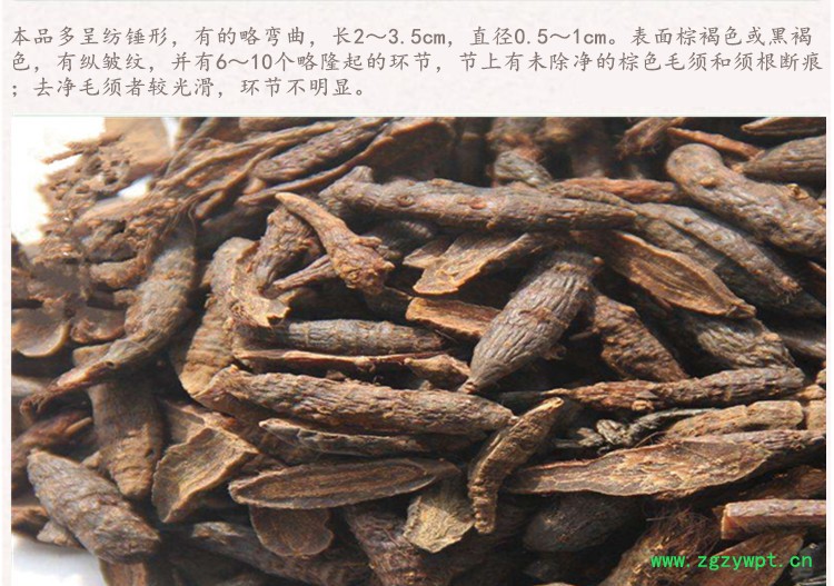 香附4.jpg