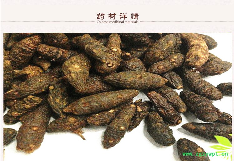 香附2.jpg