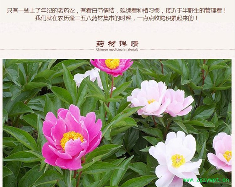 安徽白芍3.jpg