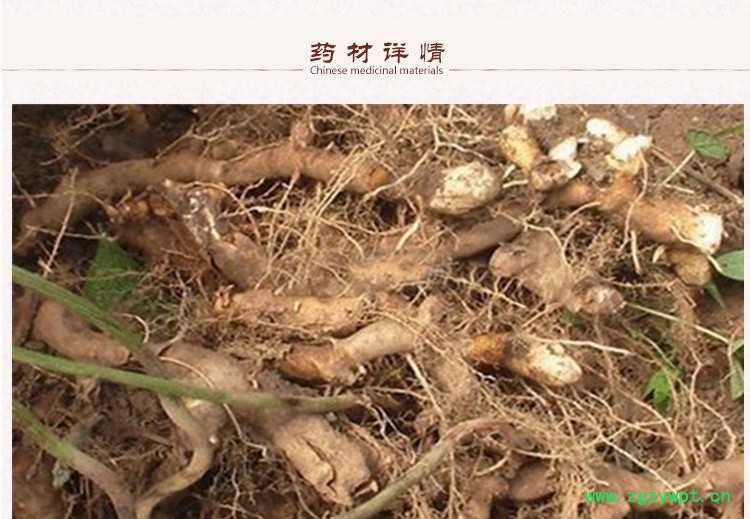 穿山龙2.jpg