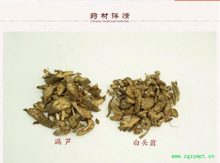 白头翁2.jpg