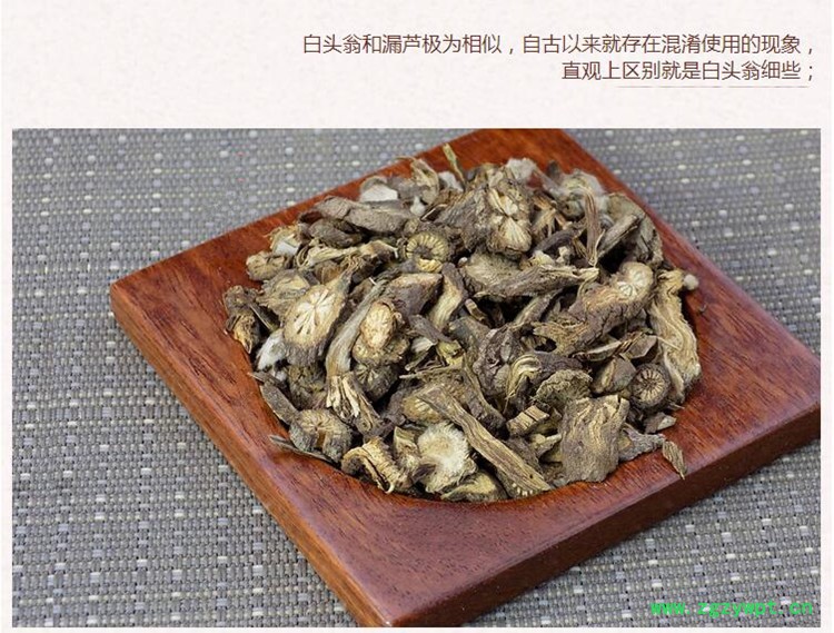 白头翁3.jpg