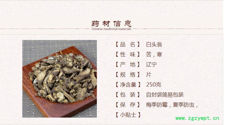 白头翁`1.jpg