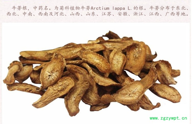 牛蒡根3.jpg