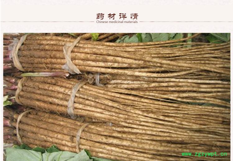 牛蒡根2.jpg