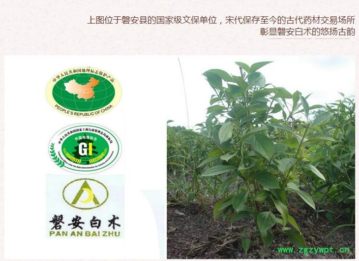 选个白术3.jpg