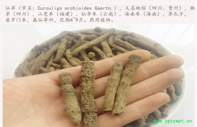 仙茅3.jpg