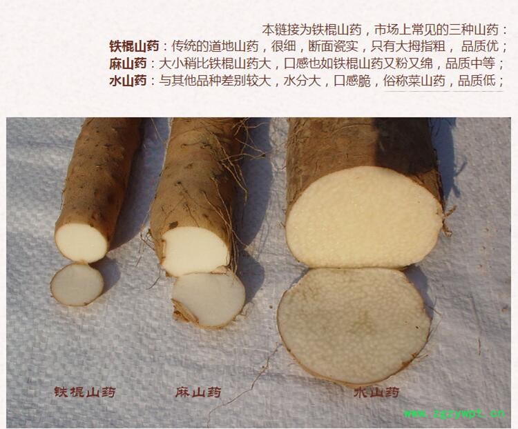 山药4.jpg