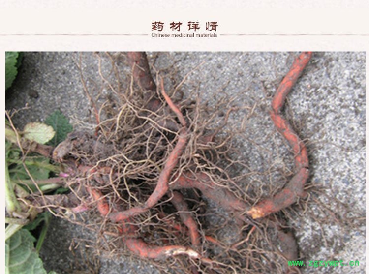 紫丹参选片2.jpg