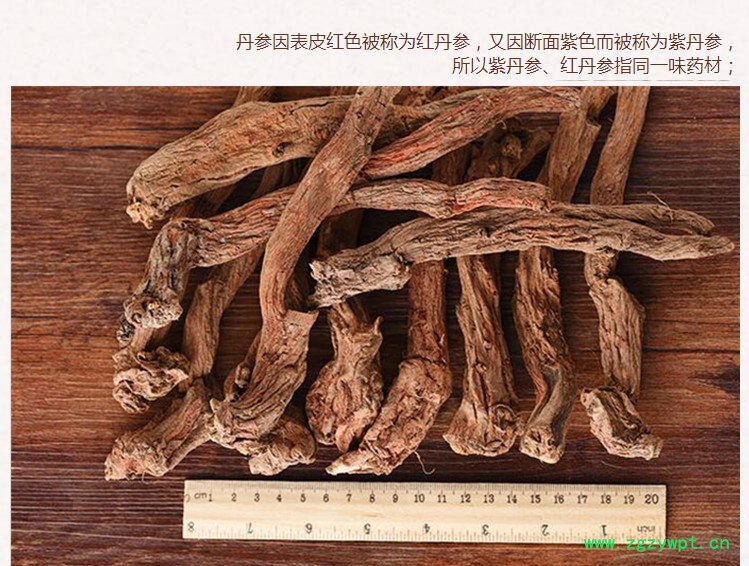 丹参选条4.jpg