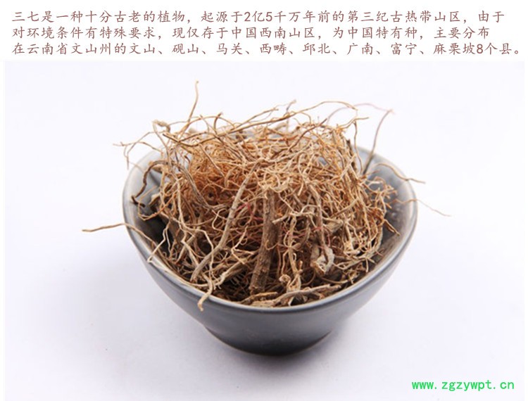 三七根须2.jpg