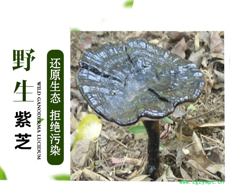 紫芝001.jpg
