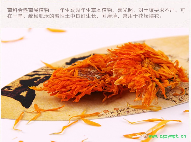 选金盏菊4.jpg