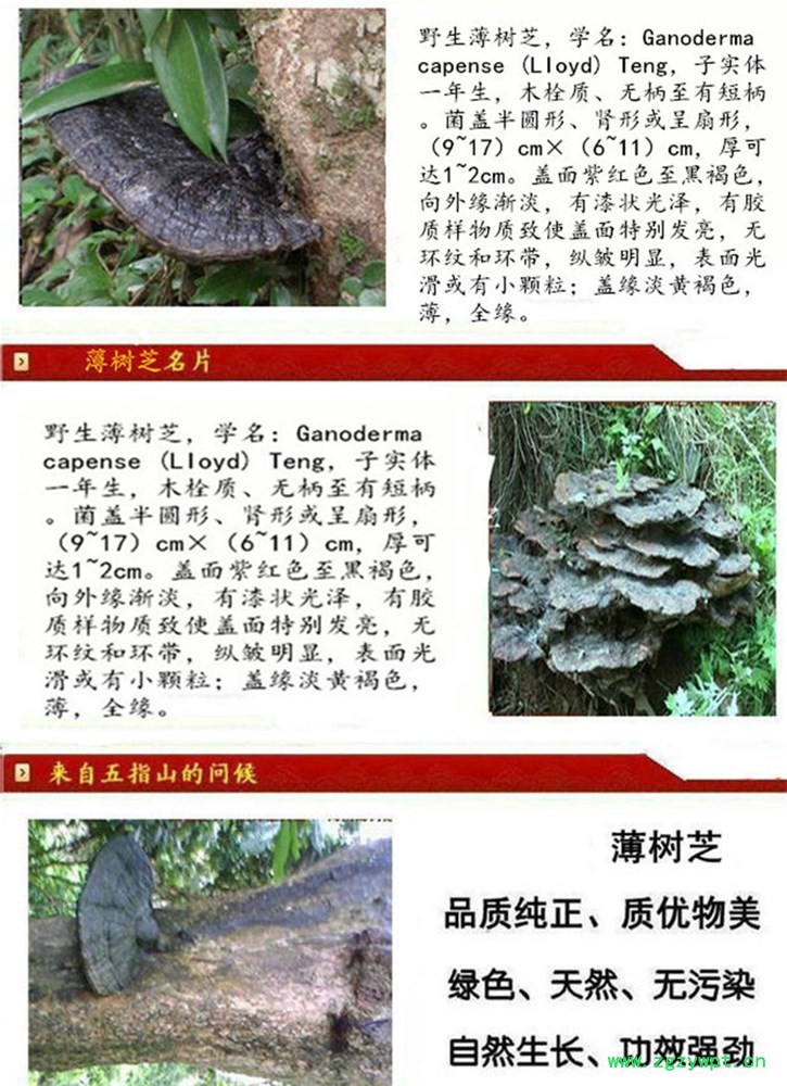 薄树芝1.jpg